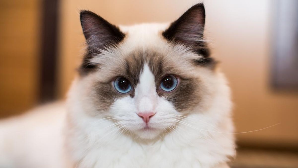 Inilah 6 Karakter Kucing yang Disukai Oleh Banyak Orang, Apakah Kucing Peliharaan Kamu Memiliki Karakter Ini?