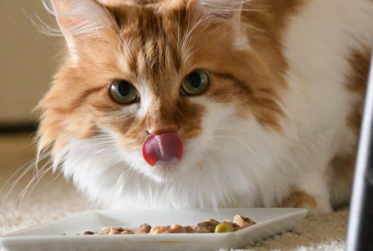 5 Merek Makanan Kucing Murah, dengan Nutrisi yang Tinggi dan Lengkap!