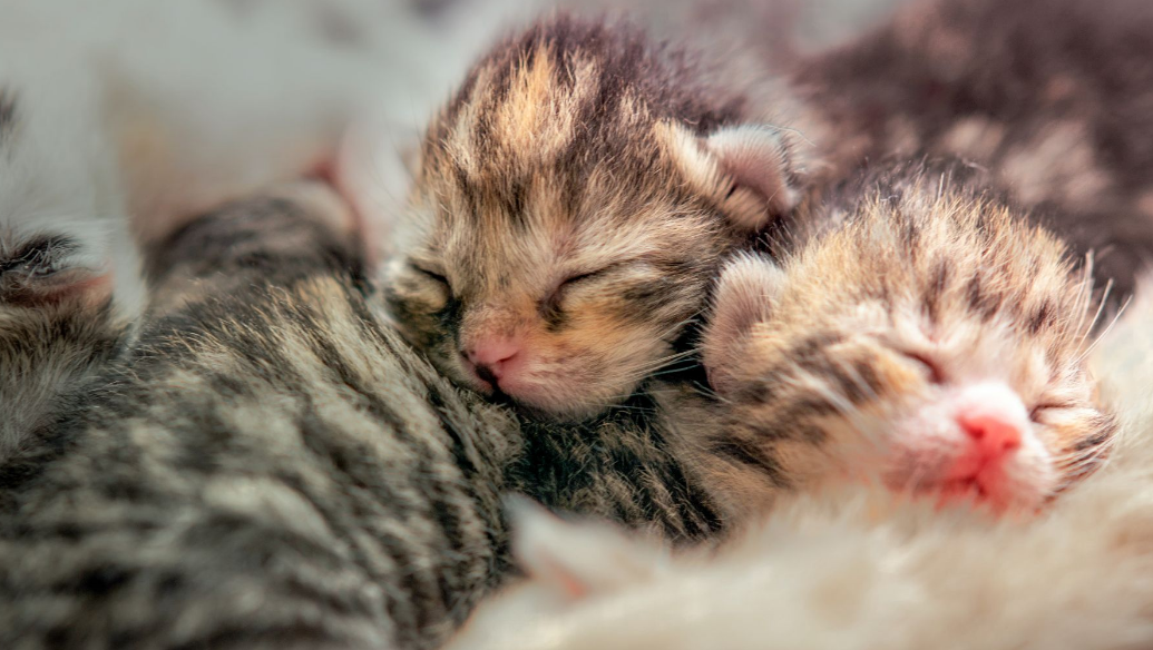 No.4 Jangan Sampe Dilewatin! Ini 5 Cara Merawat Bayi Kucing yang Baru Lahir dengan Baik dan Tepat