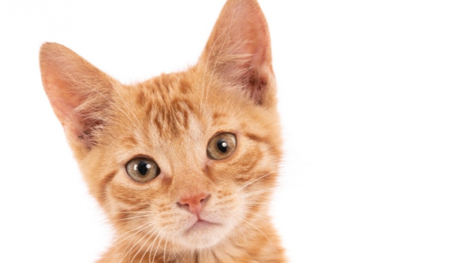 Unik, Ternyata Inilah 5 Cara Kucing Mengungkapkan Cinta dan Terima Kasih Padamu, Apa Kamu Menyadarinya?
