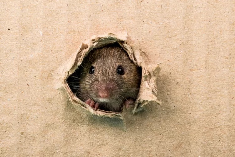 Tikus Tidak Suka Ini! Berikut 5 Cara Ampuh Mengusir Tikus di Rumah, Kata Ahli Begini Caranya!