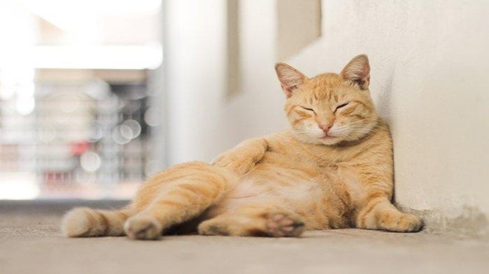 Semakin Sayang Melihat Kucing Liar Betah Singgah di Teras Rumah, Ternyata Ini 7 Alasannya!