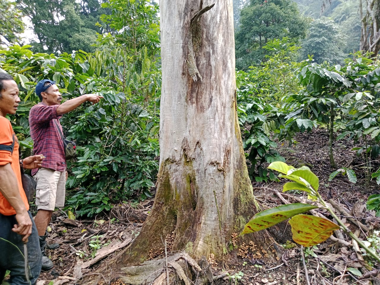 Miris, Puluhan Pohon Endemik Gunung Ciremai Ditemukan Mati, Diduga Kesengajaan untuk Tanaman Kopi