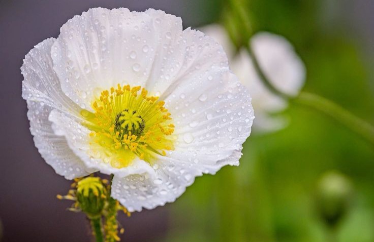 Ketahui, Inilah Fakta Bunga Easter Lily, Tanaman yang Identik dengan Paskah, Simak Penjelasannya