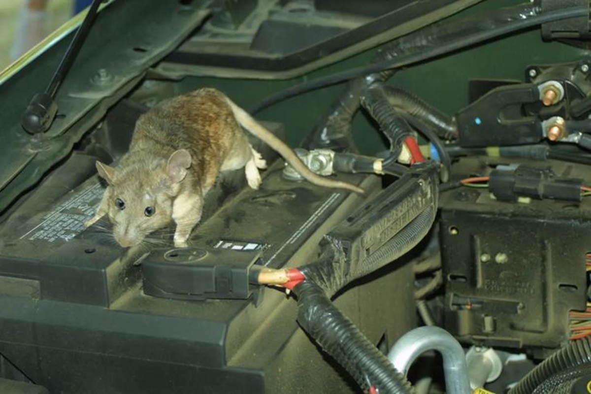BAHAYA! Jangan Biarkan Tikus Bersarang di Dalam Kap Mesin Mobil Anda Jika Tidak Ingin Hal Ini Terjadi