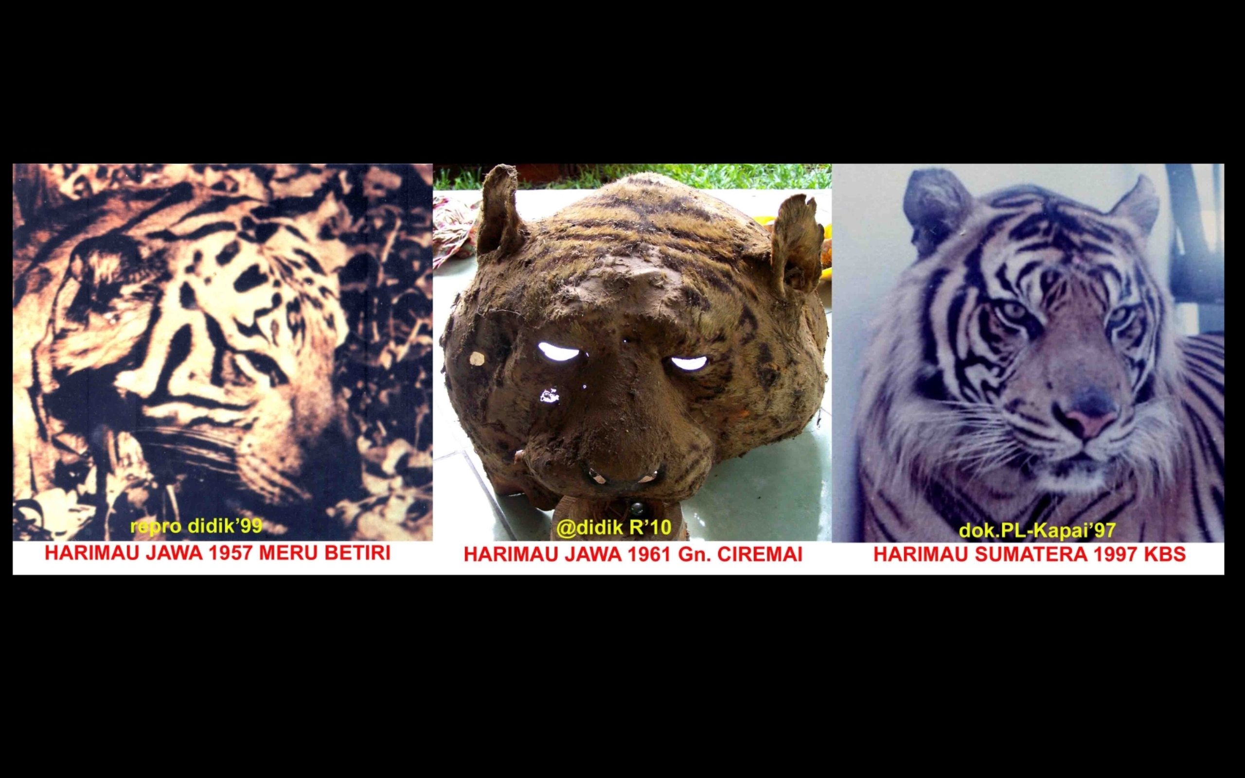 Harimau Jawa Sudah Divonis Punah, Tapi Banyak Saksi Masih Melihat, Termasuk di Kuningan