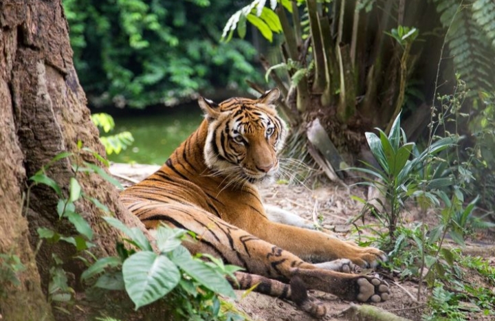 Taman Nasional Gunung Ciremai dan Harimau Jawa: Sebuah Perpaduan Keindahan Alam dan Perjuangan Konservasi