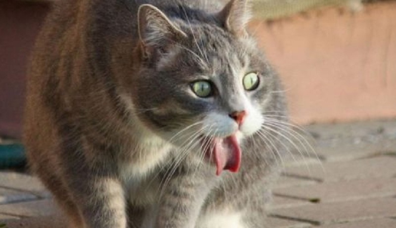 Inilah 5 Aroma Yang Bikin Kucing Liar Kapok Datang Ke Rumah, Yuk Simak Disini 