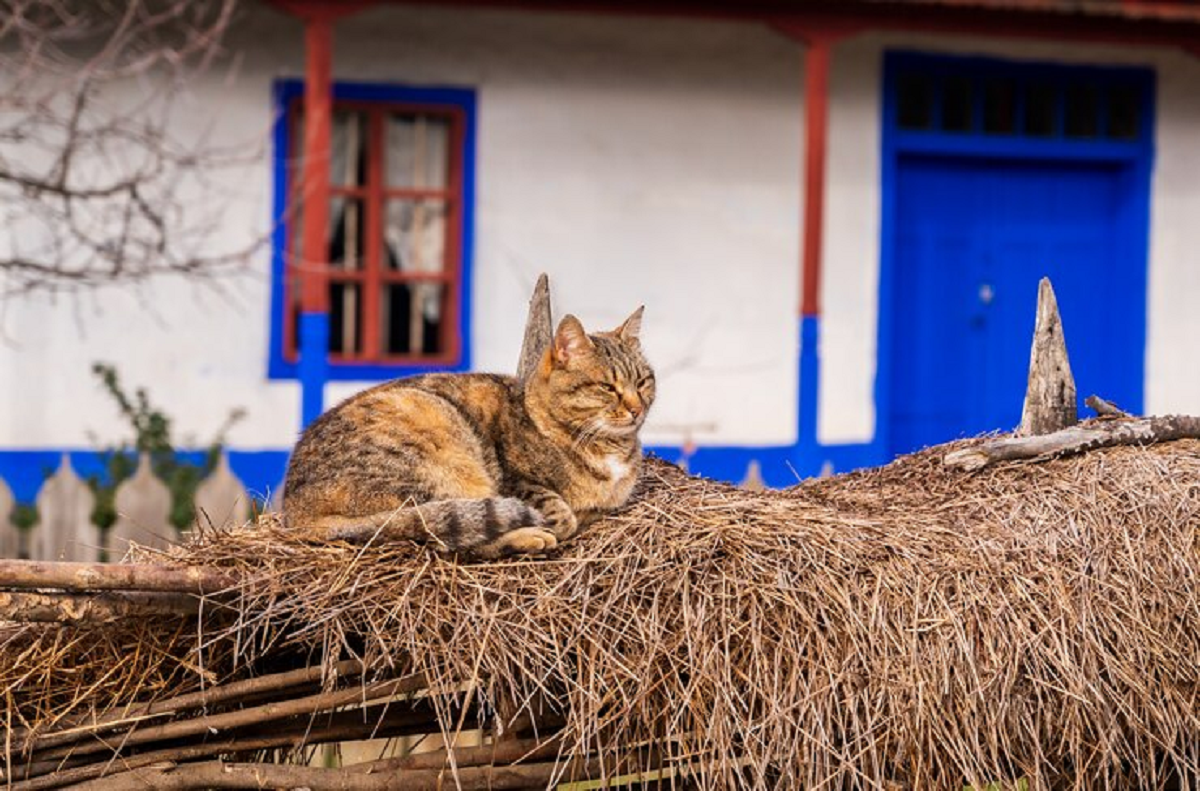 Tetap Cantik Meski Bukan Ras, Berikut Perawatan Kucing Kampung Yang Harus Kamu Pelajari, Nomor 1 Mudah Banget!