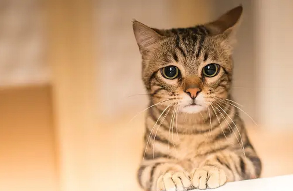 Ternyata Anabul Juga Bisa Sedih lho, Yuk Kenali 5 Ciri Kucing Sedih Yang Perlu Kita Perhatikan Sebagai Pemilik