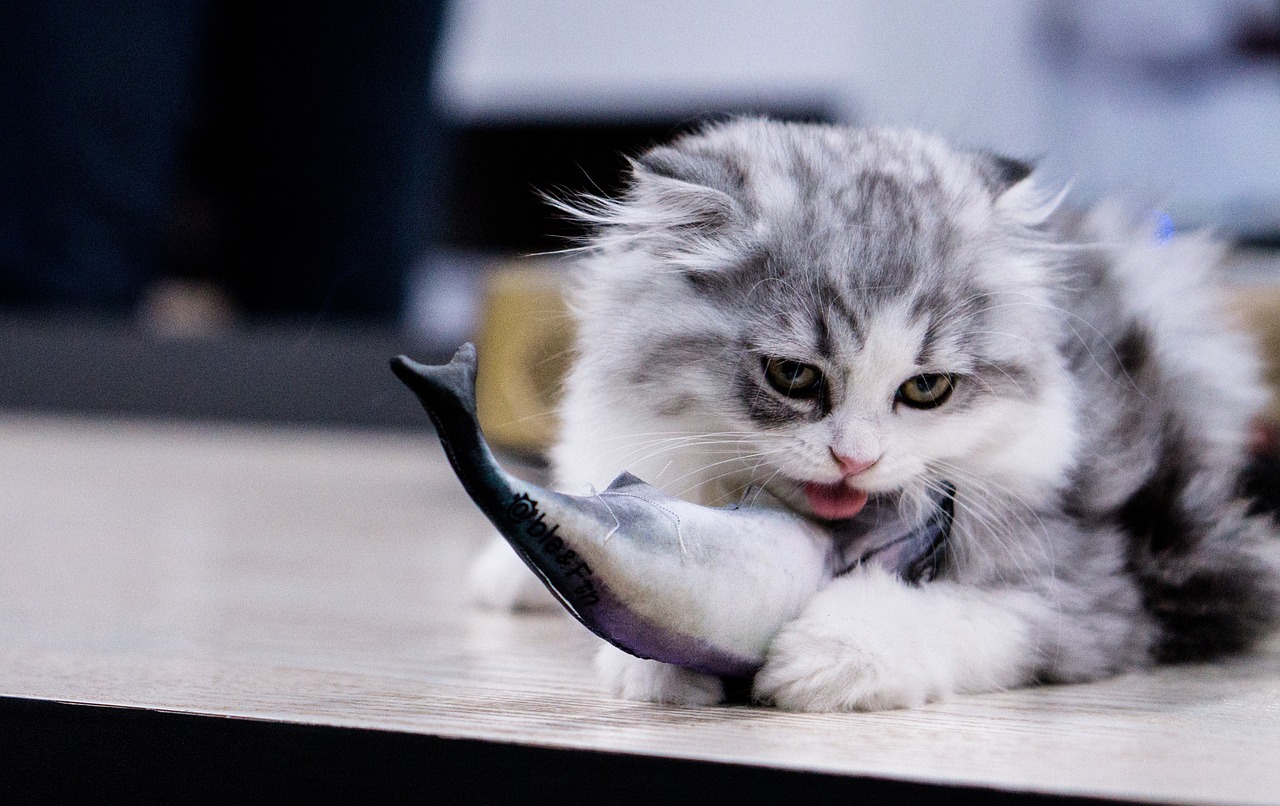 4 Olahan Makanan Kucing dari Ikan yang Mudah Dibuat, Sehat dan Penuh Nutrisi