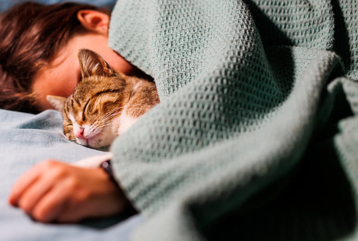 Jadi Teman Tidur, Inilah 7 Cara Agar Kucing Tidur Dengan Kita di Kasur yang Sama