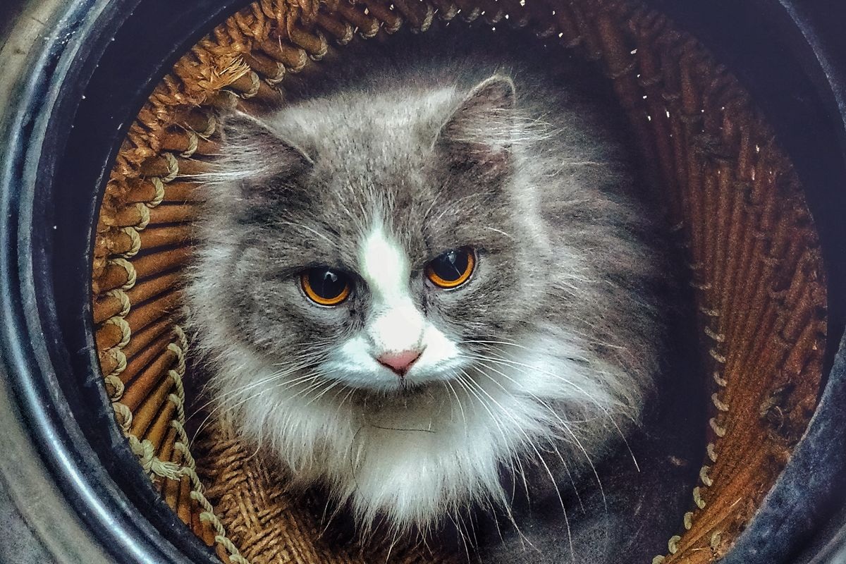 Inilah 5 Arti Mitos Terhadap Kucing Menjadi Fakta yang Diungkapkan, Apakah Benar Susu Sapi Baik untuk Kucing?