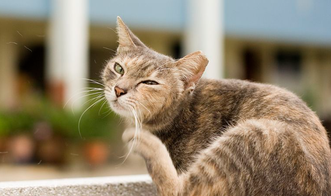 Pemilik Anabul Waspadai 4 Gejala Ringworm pada Kucing Peliharaan, Bisa Menular ke Manusia Lho!