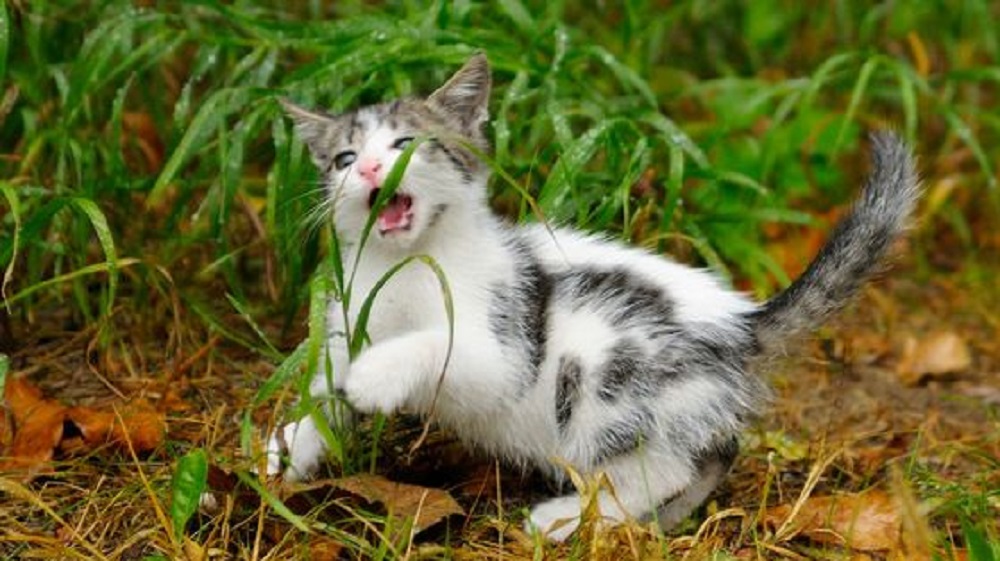 Cocok Untuk Mengusir Kucing Liar Tanpa Menyakiti, Yuk Simak 7 Tanaman Hias Yang di Benci Kucing