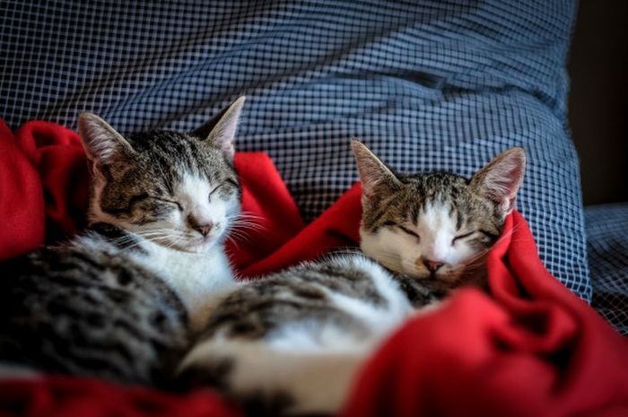 3 Ciri Kucing Pembawa Sial Menurut Primbon Jawa, Apakah Kucing Anda Termasuk?