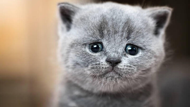 Jangan Diabaikan, 6 Perilaku Kucing Pertanda Sedang Sedih, Bisa Bikin Anabul Depresi Jika Dibiarkan!