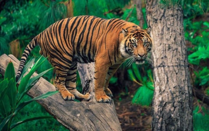 Apa Perbedaan Macan dengan Harimau? Sekilas Mirip Tapi Berbeda, Simak Penjelasannya di Sini! 