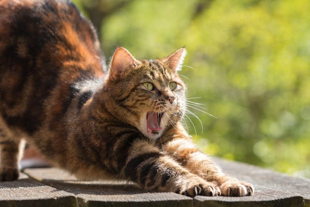 Apakah Kucing Bisa Mati Jika Menghirup Aroma yang Dibenci? Jauhi 5 Aroma Ini dari Kucing Peliharaan!