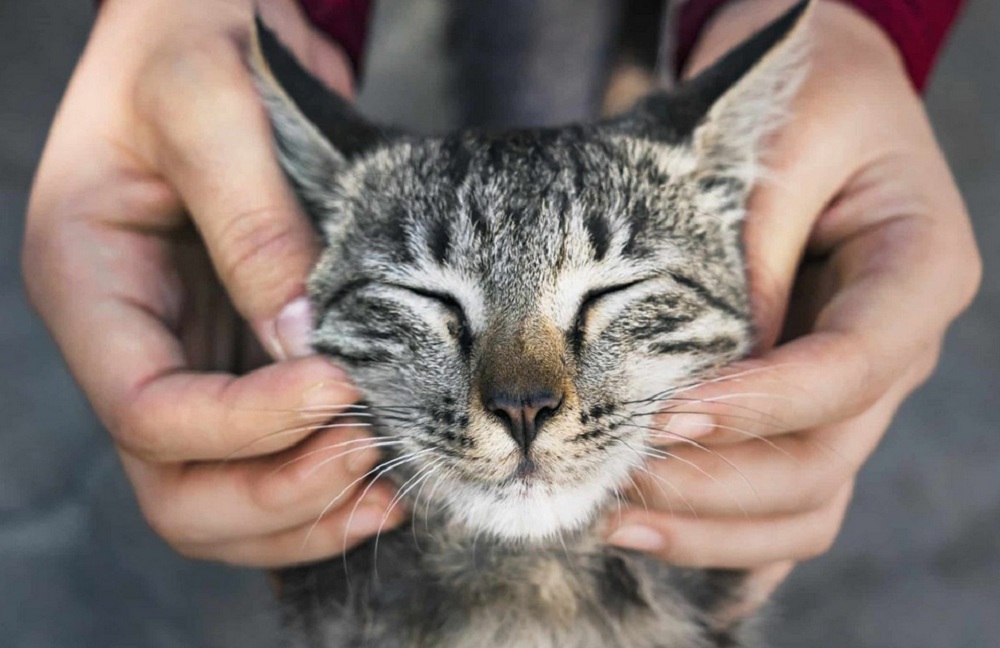 Perhatikan 5 Tanda Kucing Hidup Bahagia Bersamamu, Ini Dia Tandanya!