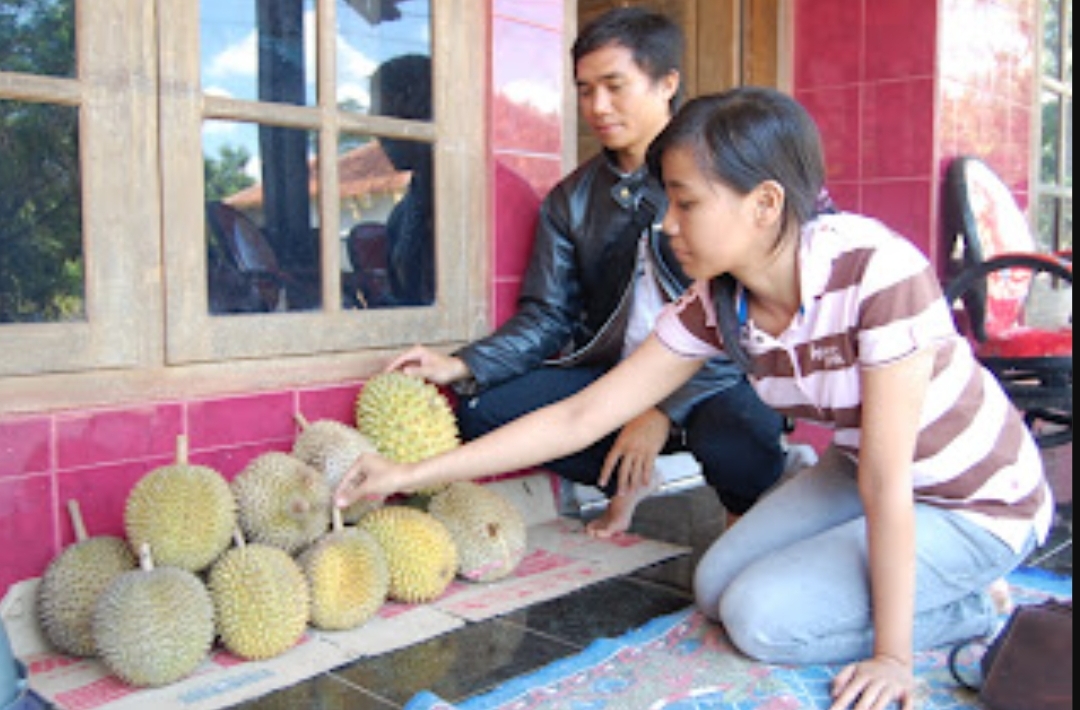 5 Kecamatan Ini Jadi Penghasil Durian Terbesar di Kabupaten Kuningan, Jalaksana Atau Pasawahan Juaranya?