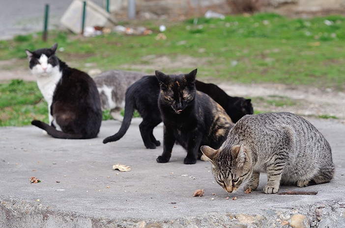 Bikin Kucing Liar Takut dan Lari Terbirit-birit, Inilah 5 Mengusir Kucing Liar Tanpa Membuat Cidera! Ternyata?