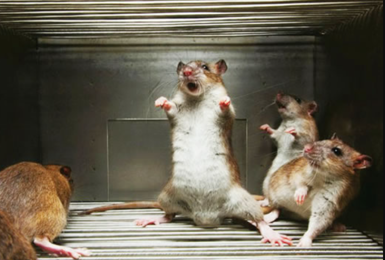 Bikin Tikus Kapok Dengan 5 Racun Tikus Alami yang Mudah Dibuat dan Ampuh Basmi Hama 