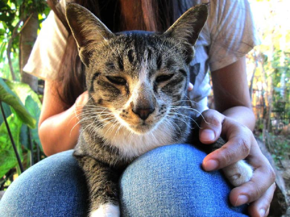 Bisa Hidup Lebih Lama Dari Jenis Ras, Ini Umur Maksimal Kucing Kampung Dan Faktor Yang Menentukannya