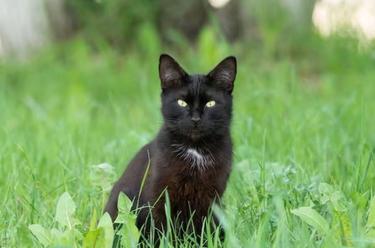 Apakah Bulu Kucing Bisa Beruban Sama Seperti Manusia? Ini Kata Dokter Hewan, Berikut 4 Penyebabnya