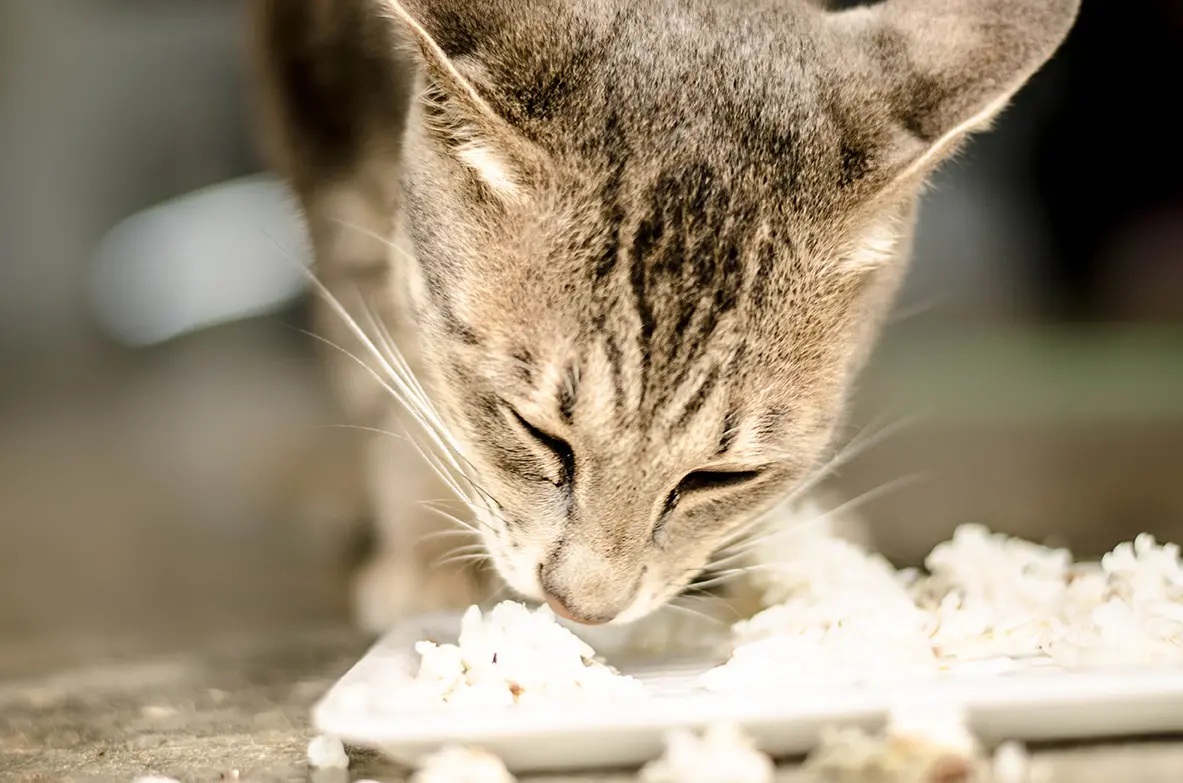 Apakah Kucing Bisa Makan Nasi? Inilah Penjelasannya dan Terdapat Resep Kandungan Protein dan Nasi untuk Anabul