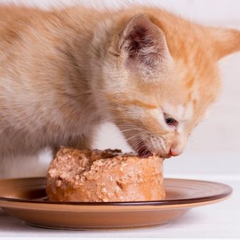 Bagaimana Cara Mengatasi Kucing Kecanduan Wetfood? Anda Harus Tahu Agar Kebutuhan Nutrisi Kucing Terpenuhi!