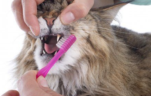WOW Ternyata Mudah! Ikuti 8 Cara Menyikat Gigi Kucing Yang Benar Dan Nyaman 
