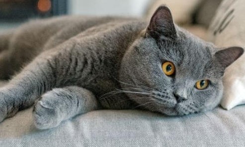 4 Fakta Unik Kucing Ras British Shorthair, yang Ternyata Sangat Terampil Dalam Memburu Tikus!