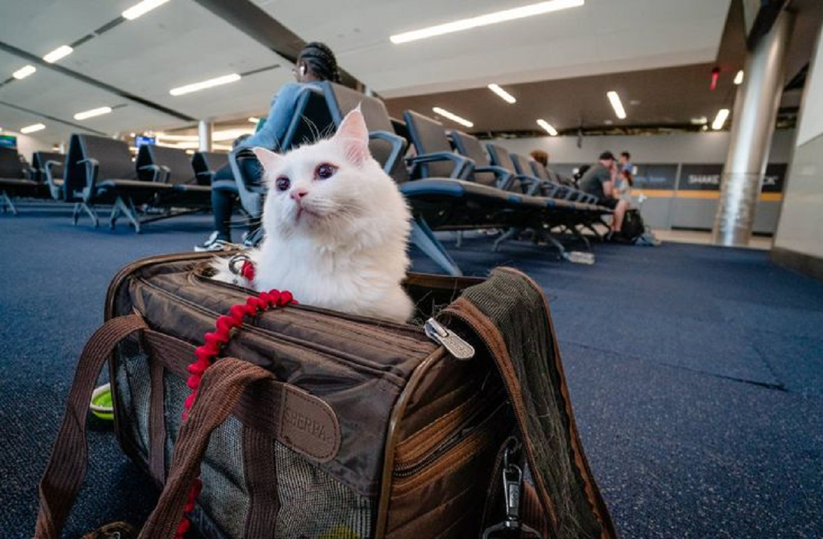 Mau Pergi Mudik Pake Pesawat Sambil Bawa Kucing? Simak dan Pahami Regulasi Hewan Tiap Maskapai Disini!