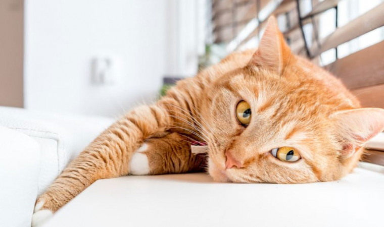 Lucu & Gemas! Inilah 6 Cara Kucing Merayu Pemiliknya Sebagai Tanda Meminta Maaf, yang Jarang Disadari