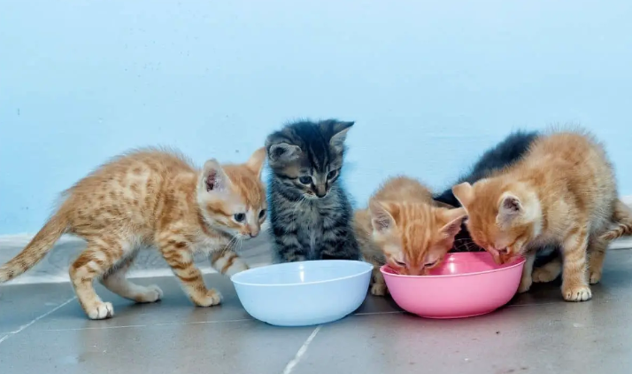 5 Rekomendasi Merk Makanan Anak Kucing Umur Sebulan yang Bernutrisi dan Mudah Didapat
