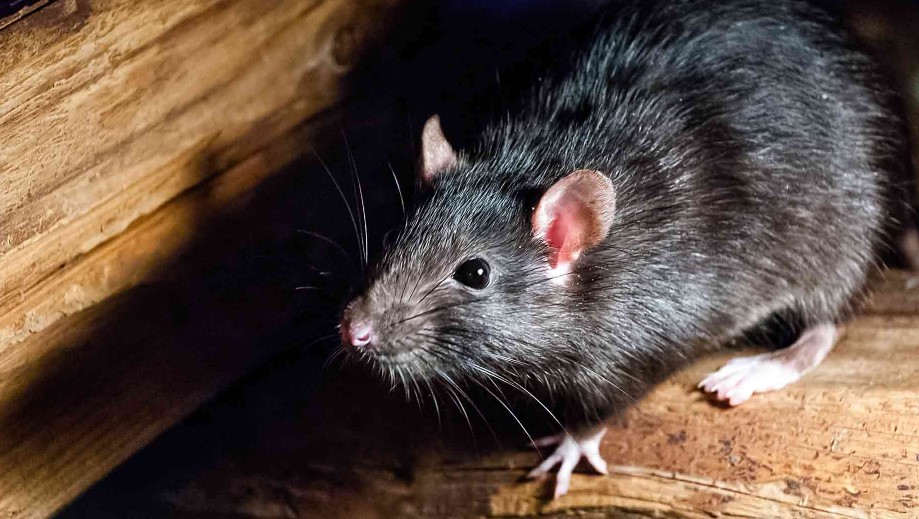 Segera Bersihkan! Berikut 4 Resiko Membiarkan Sarang Tikus di Rumah yang Sering Disepelekan