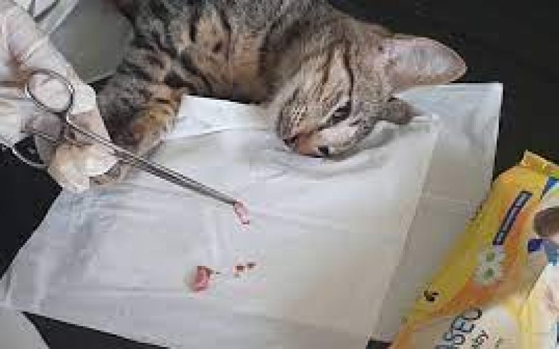 3 Alasan Kenapa Kucing Perlu Sterilisasi, Ternyata Bisa Mencegah Penyakit