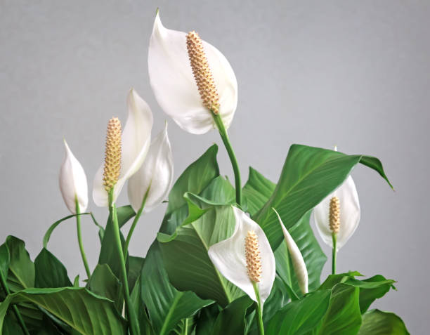 Mengenal 6 Manfaat Tanaman Peace Lily di Dalam Ruangan, Dapat Memurnikan Udara hingga Mengurangi Stres!