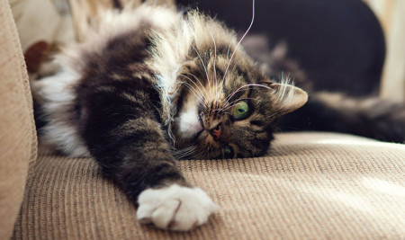 Inilah 4 Cara Mengembalikan Mood Kucing yang Sedang Sedih, Cat Lovers Harus Peka!