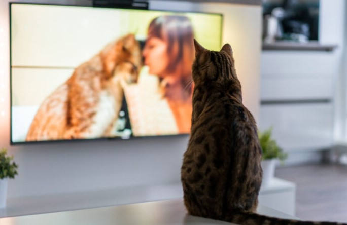 Oh, Ternyata ini 5 Alasan Kenapa Kucing Suka Menonton TV Bersama Kita, No. 2 Bikin Terharu