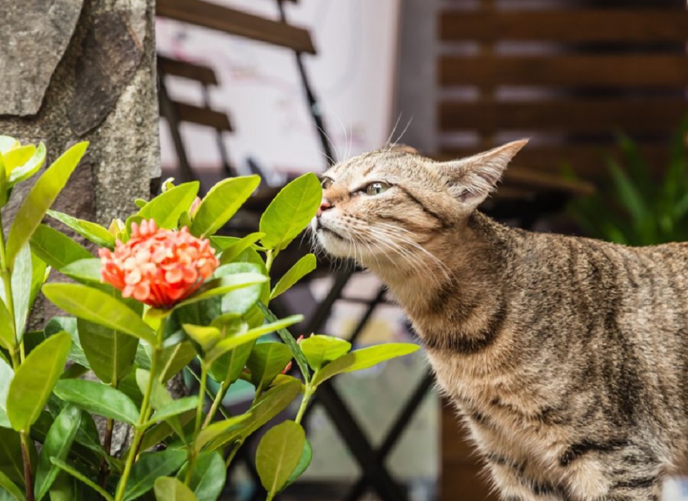 Inilah 5 Tanaman Pengusir Kucing, Cocok Untuk Mengusir Kucing Liar Yang Suka Berak dan Kencing Sembarangan