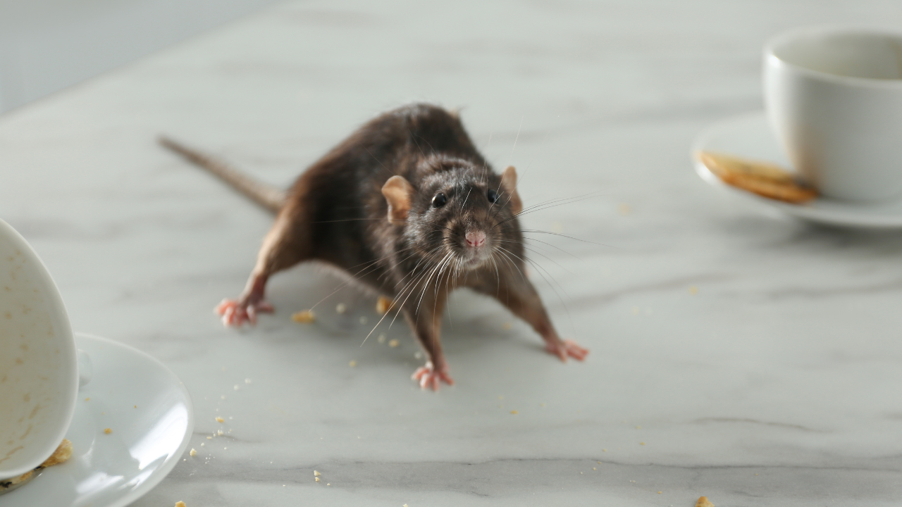 Bukan Cuma Tikus! Inilah 5 Hewan yang Sering Dianggap Sebagai Hama di Rumah Kita