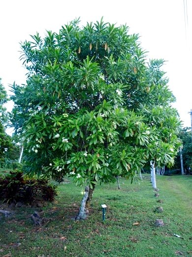 Tips Mengusir Tikus dengan Tanaman, Ini Dia 3 Tanaman Pemilik Aroma Menyengat, Ampuh Bikin Tikus Kapok!