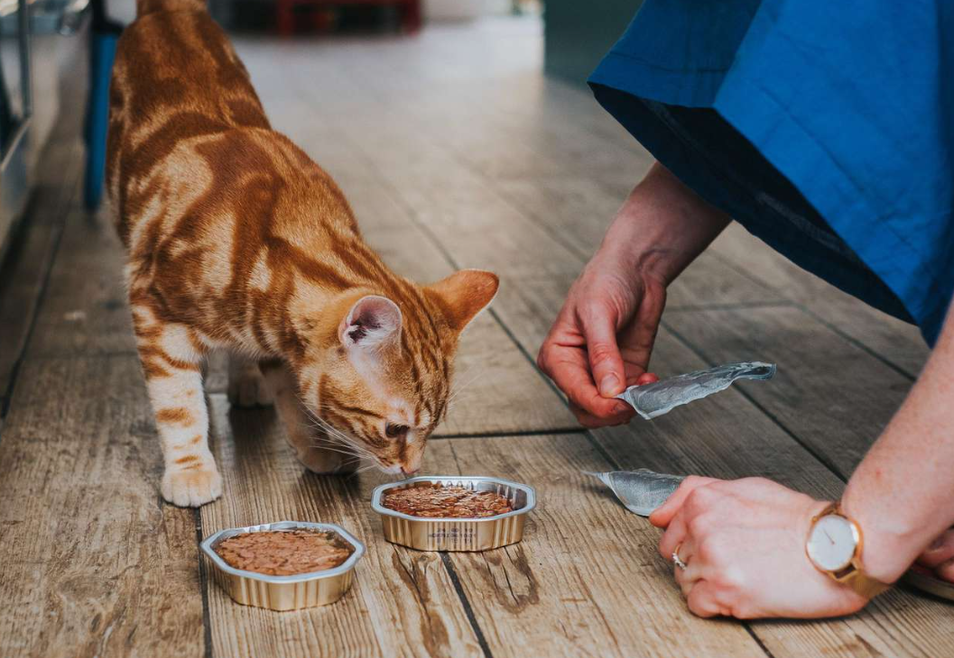 Bikin Penasaran, Apakah Makanan Kucing Bisa Dimakan Manusia? Perhatikan 4 Hal Berikut!
