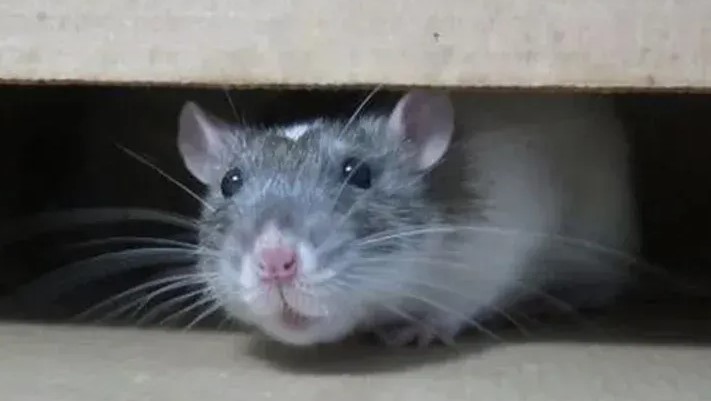 Curiga ada Tikus di Rumah? Ini 5 Cara Menemukan Sarang Tikus di Rumah dengan Mudah