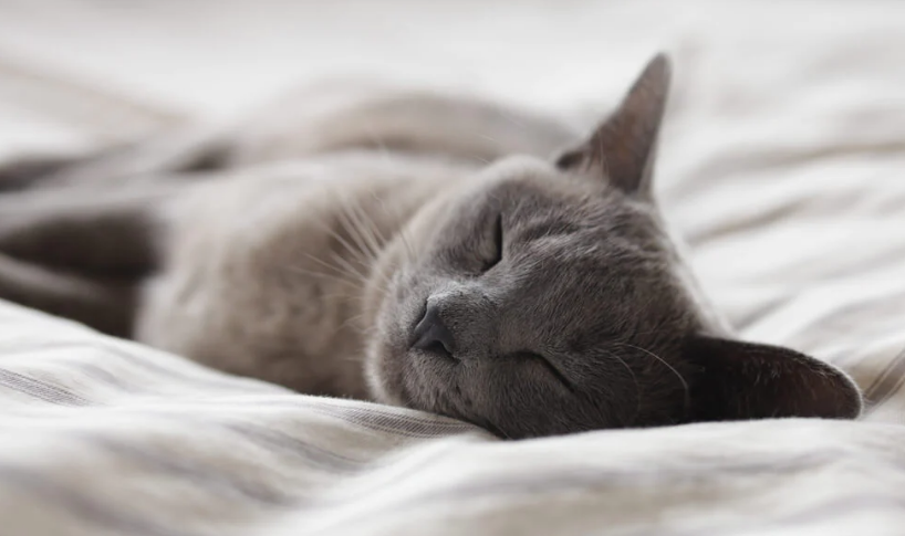 5 Manfaat Tidur Bersama Kucing di Kasur, yang Ternyata Bagus Untuk Kesehatan!