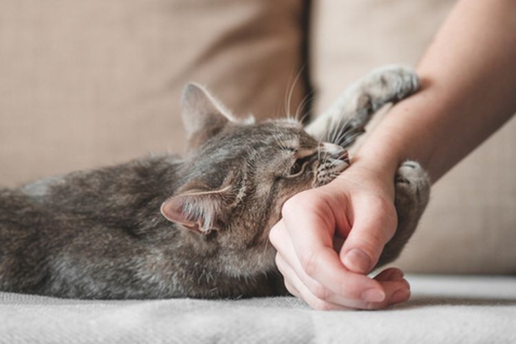 Kenapa Kucing Suka Menggigit Pemiliknya? Inilah 5 Alasan Kucing Menggigit, Jangan Salah Paham!