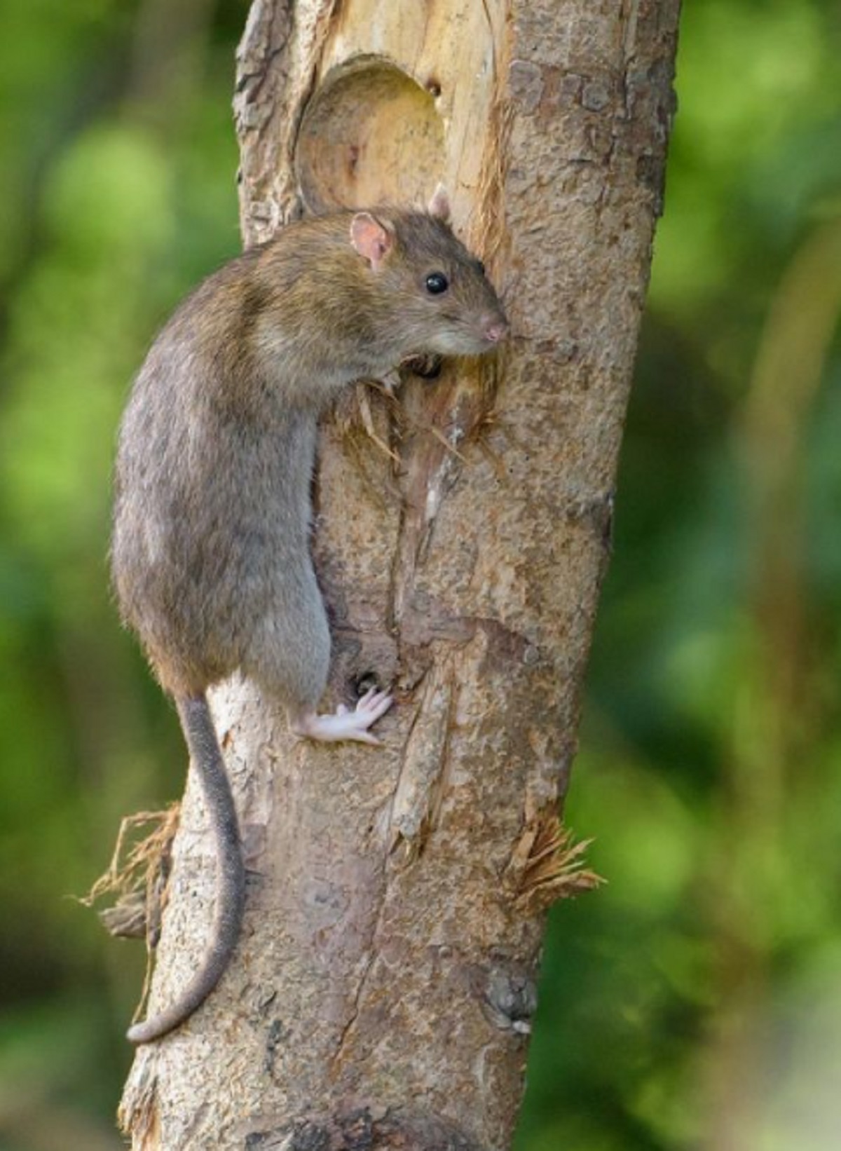 Baunya Bikin Tikus Trauma, Ini Dia 6 Bahan Dapur yang Efektif Usir Tikus di Rumah