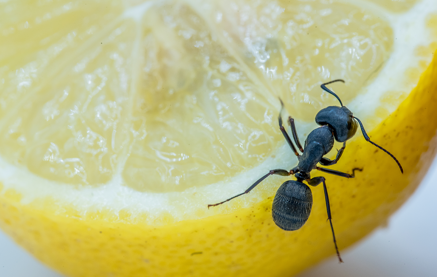 Punya Bau yang Dibenci Semut, Ini 5 Bahan Alami yang Bisa Membantu Mengusir Semut di Rumah